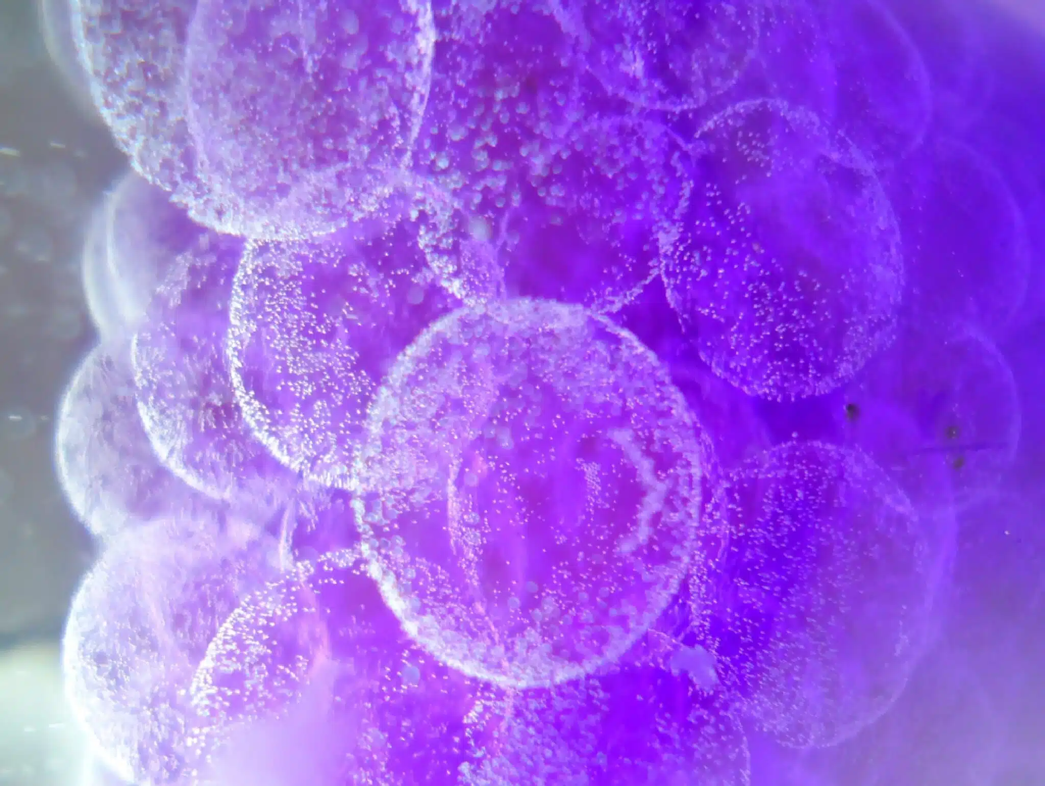 セルバリサーチ_オンコロジー_カバー0001-2048×1541